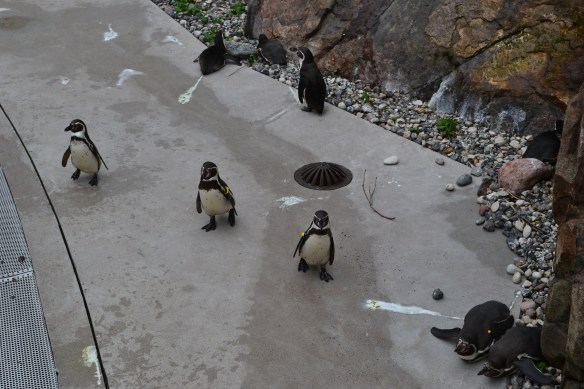 Pingvinerna i Slottsskogen är märkta med band runt vingarna. Banden visar vilket kön pingvinerna har samt hur gamla de är. Foto: Sophie Gräsberg